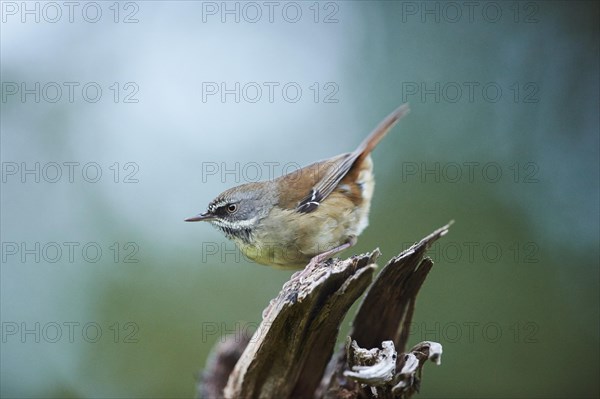 White-browed scrubwren (Sericornis frontalis)