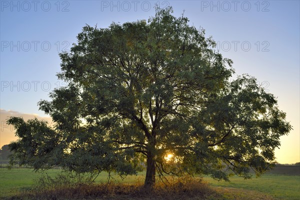 Ash (Fraxinus excelsior) at sunrise