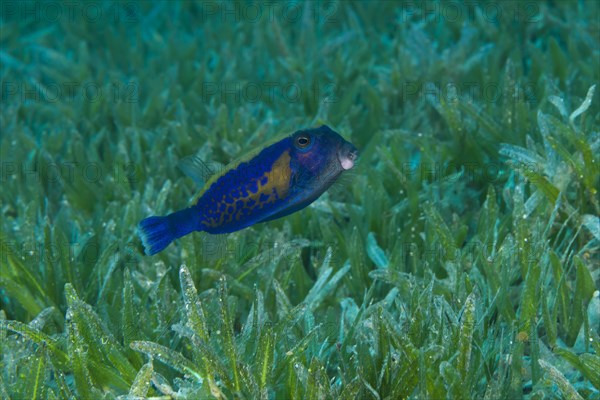 Baby Bluetail Trunkfish (Ostracion cyanurus) swims in the green sea grass