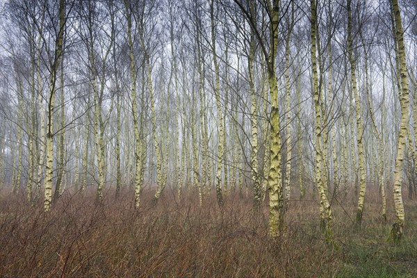 Beech forest (Betula pendula)