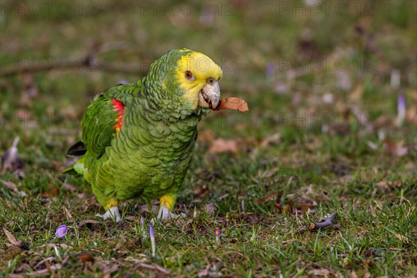 Yellow-headed Amazon (Amazona oratrix) eats maple seeds