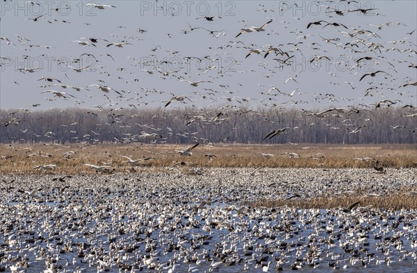 Spring migration of snow geese (Chen caerulescens)