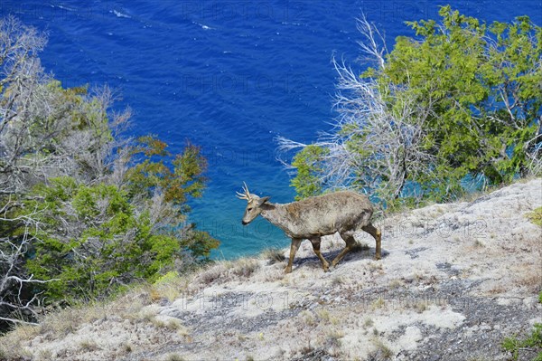 South Andean deer