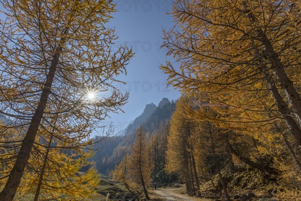 Autumnal Larches (Larix) in the back light