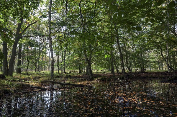 Moorlandscape in the Osterwald Forest