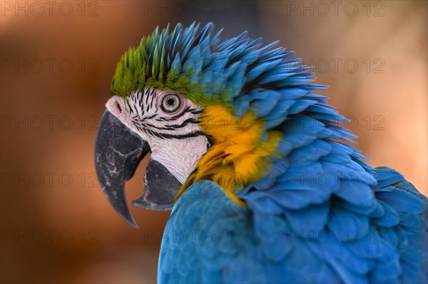 Blue and yellow macaw (Ara ararauna)