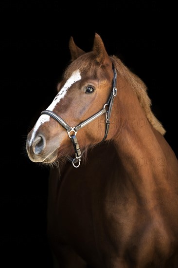 Freiberger (Equus)