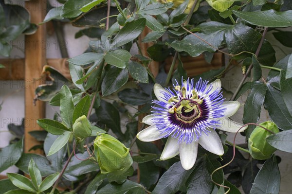 Blue passion flower (Passiflora caerulea)