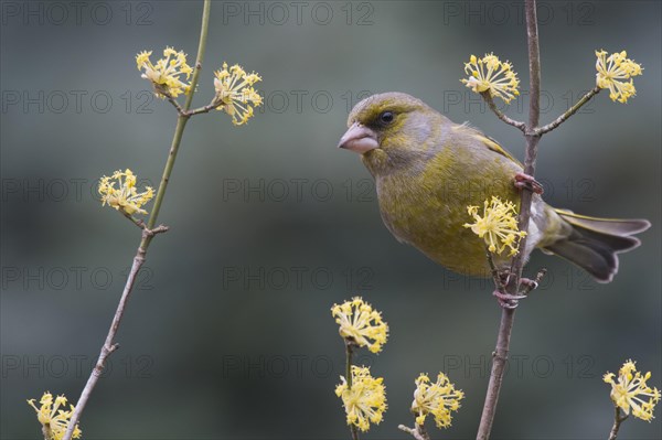 European greenfinch (Carduelis chloris) sits on twig of Cornelian cherry (Cornus mas)