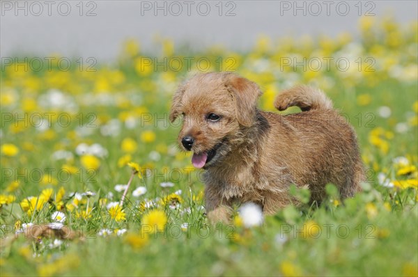 Norfolk Terrier