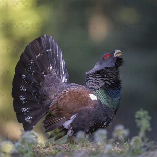 Western capercaillie (Tetrao urogallus)