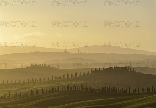 Sunset over hilly landscape with pine avenue