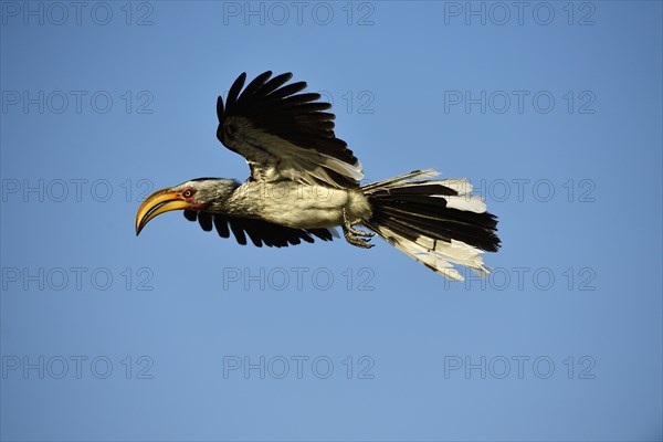 Southern Yellow-billed Hornbill (Tockus leucomelas) in flight