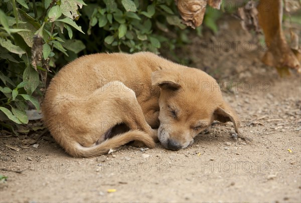 Dog puppy sleeping (Canis lupus familiaris)