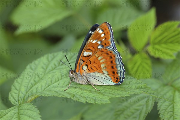 Poplar admiral (Limenitis populi) sits on leaf