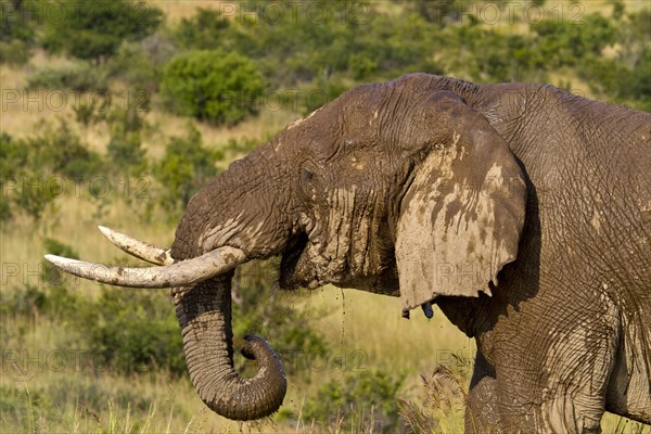 African elephant (Loxodonta africana)