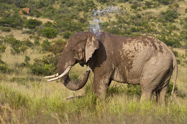 African elephant (Loxodonta africana)