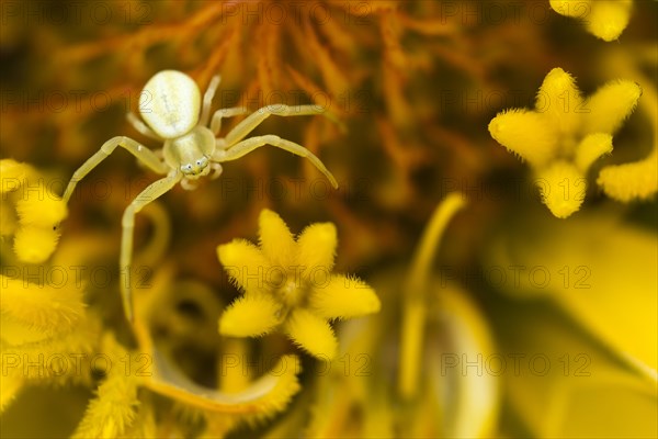 Goldenrod crab spider (Misumena vatia) on Zinnia (Zinnia elegans)