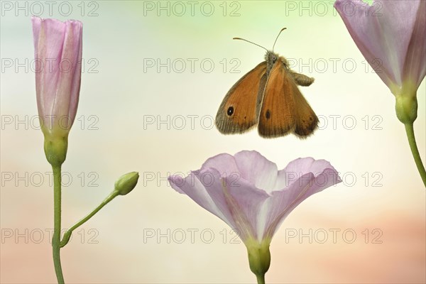 Small heath (Coenonympha pamphilus)