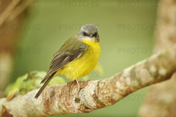 Eastern Yellow Robin (Eopsaltria australis) sitting on a branch