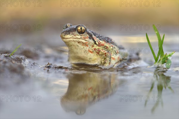 Common spadefoot (Pelobates fuscus) is reflected in a puddle