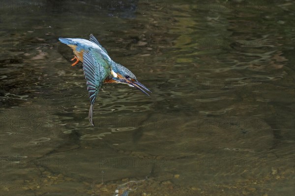 Common kingfisher (Alcedo atthis)