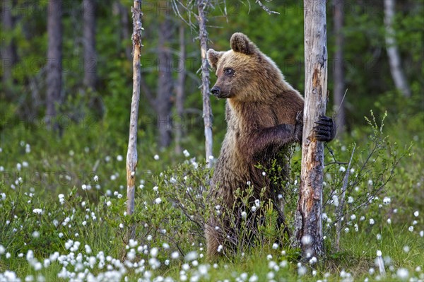 Brown bear (Ursus arctos) stands on tree trunk