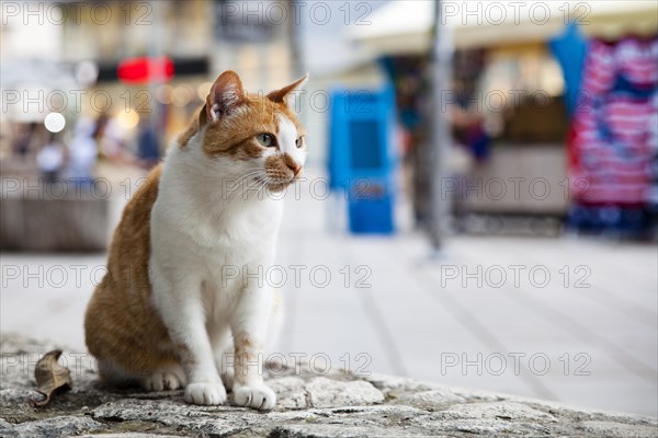 Street cat