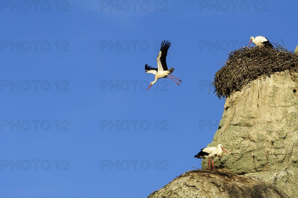White storks (Ciconia ciconia)