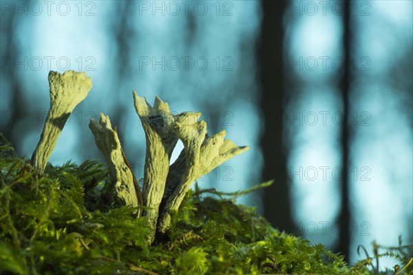 Candlestick fungus (Xylaria hypoxylon)