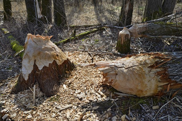 Fallen down tree