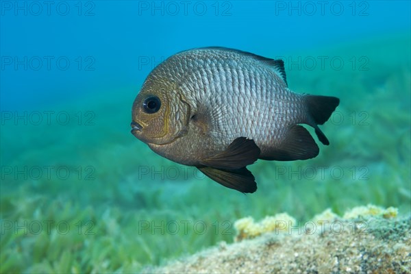 Grey Humbug (Dascyllus marginatus) floats above sea grass