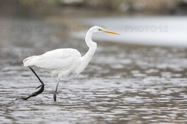 Great egret (Ardea alba) striding in water