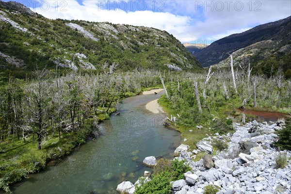 Landscape with dead trees at the Rio Exploradores river