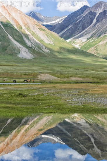 Flock of Horses (Equus) on a meadow