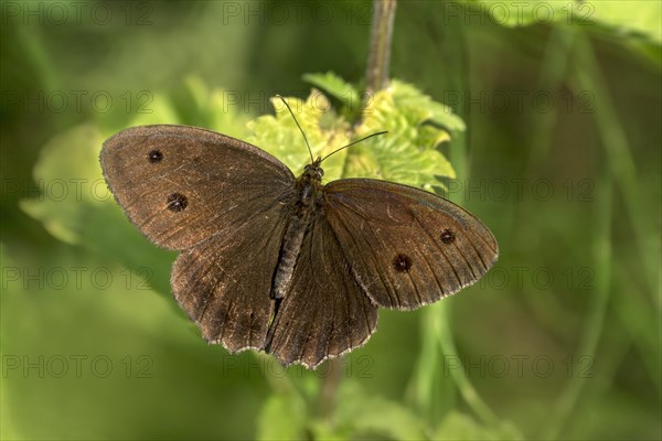 Minois dryas (Minois dryas) with spread wings