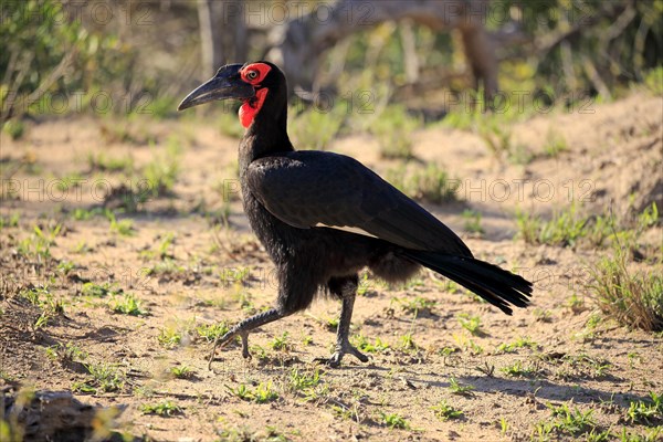 Southern ground hornbill (Bucorvus leadbeateri)