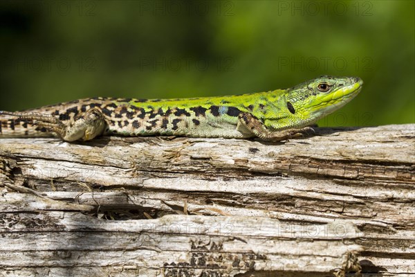 Italian wall lizard (Podarcis muralis nigriventris)