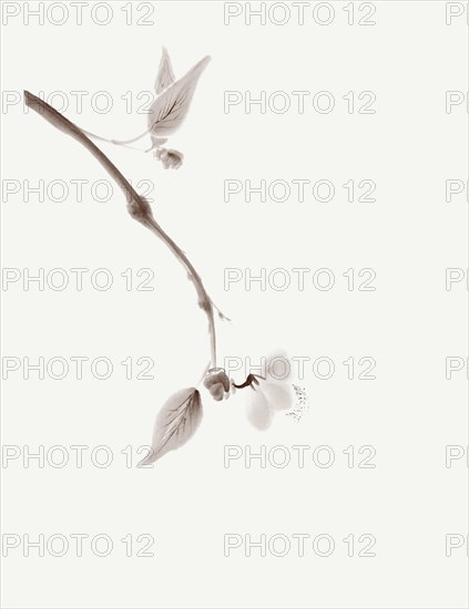 Minimalistic sakura branch with a delicate flower artistic oriental style illustration