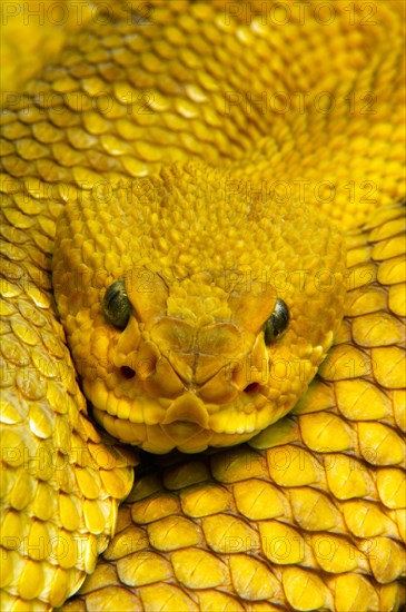 Mexican west coast rattlesnake (Crotalus basiliscus)