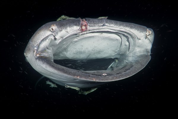 Animal portrait of the Whale Shark (Rhincodon typus) with open mouth