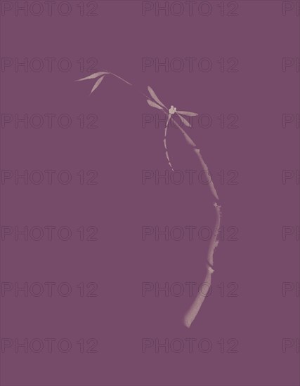 Artistic Japanese Zen illustration design of Dragonfly sitting on young bamboo stalk on dusty purple violet background