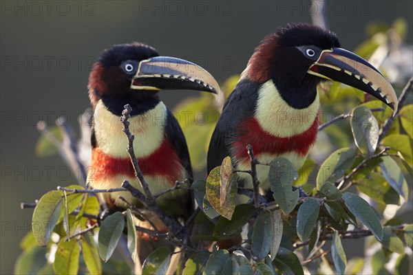 Chestnut-eared aracaris (Pteroglossus castanotis) on a bush near Pocone