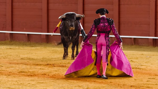 Bull stands in front of Matador