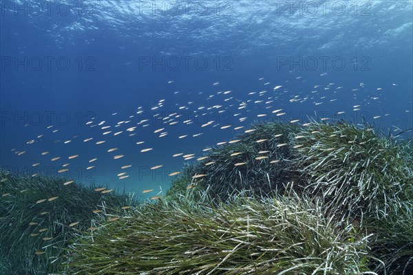 Mediterranean sand smelt (Atherina hepsetut)