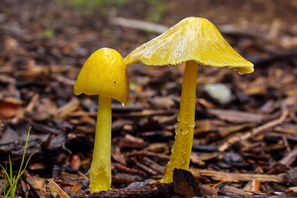 Golden Waxcap (Hygrocybe chlorophana) on forest soil