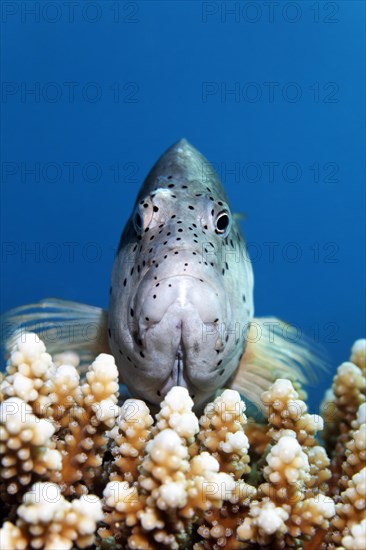 Black-sided hawkfish (Paracirrhite forsteri)