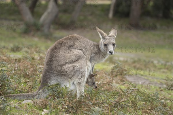 Eastern grey kangaroo (Macropus giganteus) adult and baby joey in it's mothers pouch