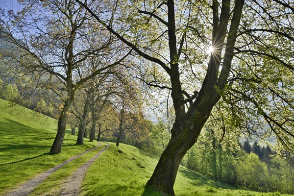 Nut tree alley in spring at Tratzberg Castle