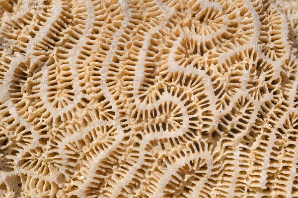 Coral fossil texture background